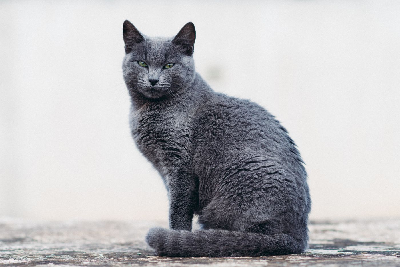 A Russian Blue cat with brilliant green eyes and an elegant slender build