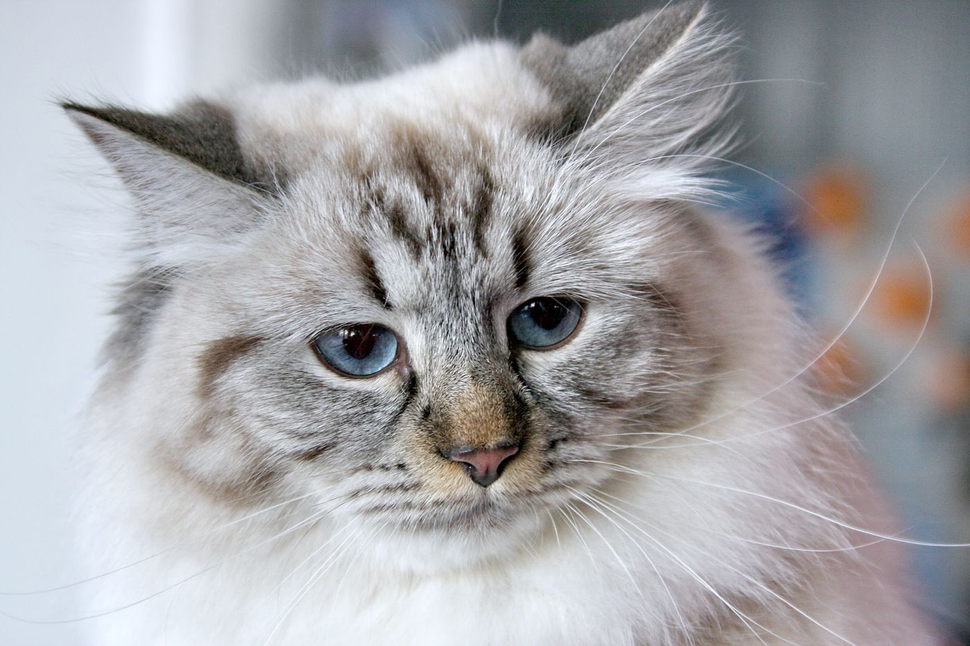 A fluffy blue-eyed Siberian cat with a thick triple coat, looking directly at the camera